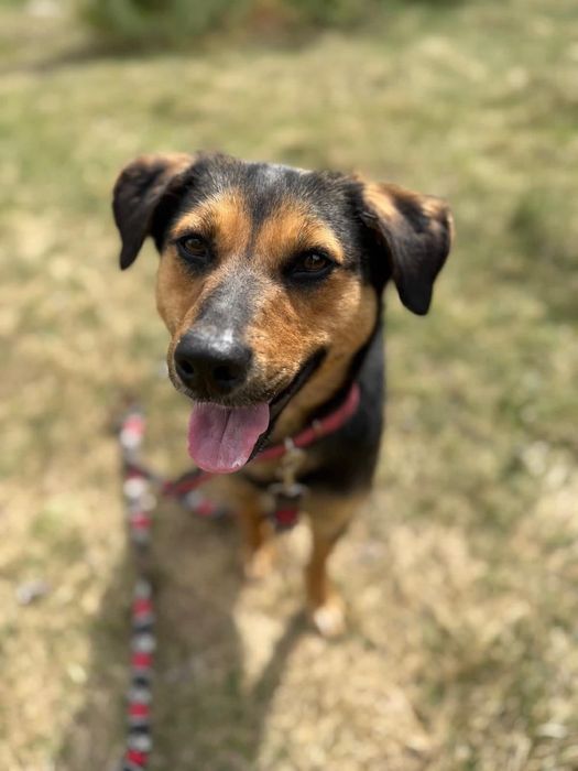 1,5-roczna Samanta poleca się do adopcji