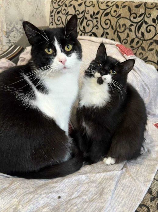 Термінове прилаштування