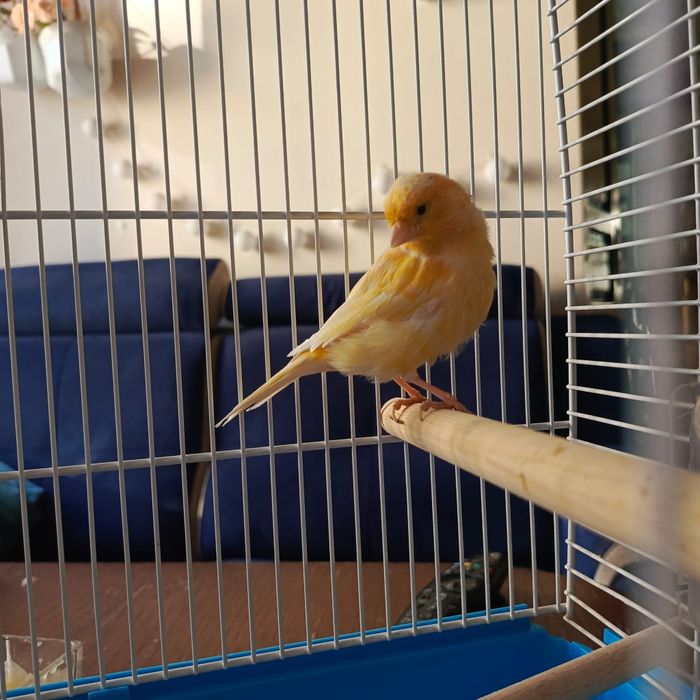 Kanarek samiczka kolorowa