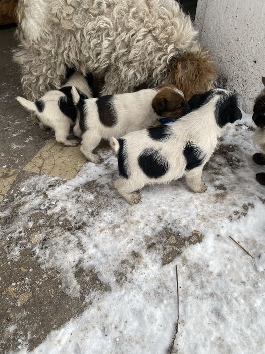 Фокси шукають господарів