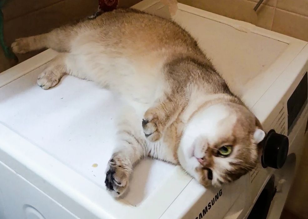 Золота шиншила кішечка