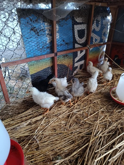 Vendo poedeiras da raça legorne