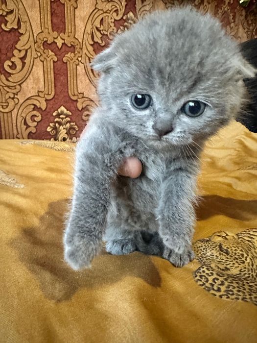 Продам котят,Британцы и шотландские вислоухие