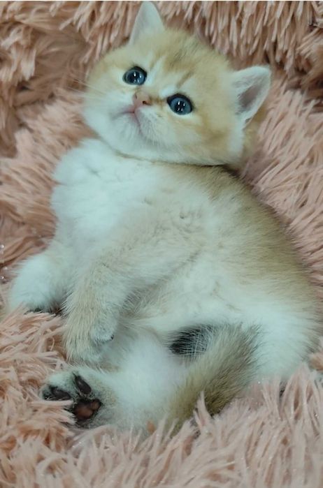 Gatinho Scottish Straight Golden