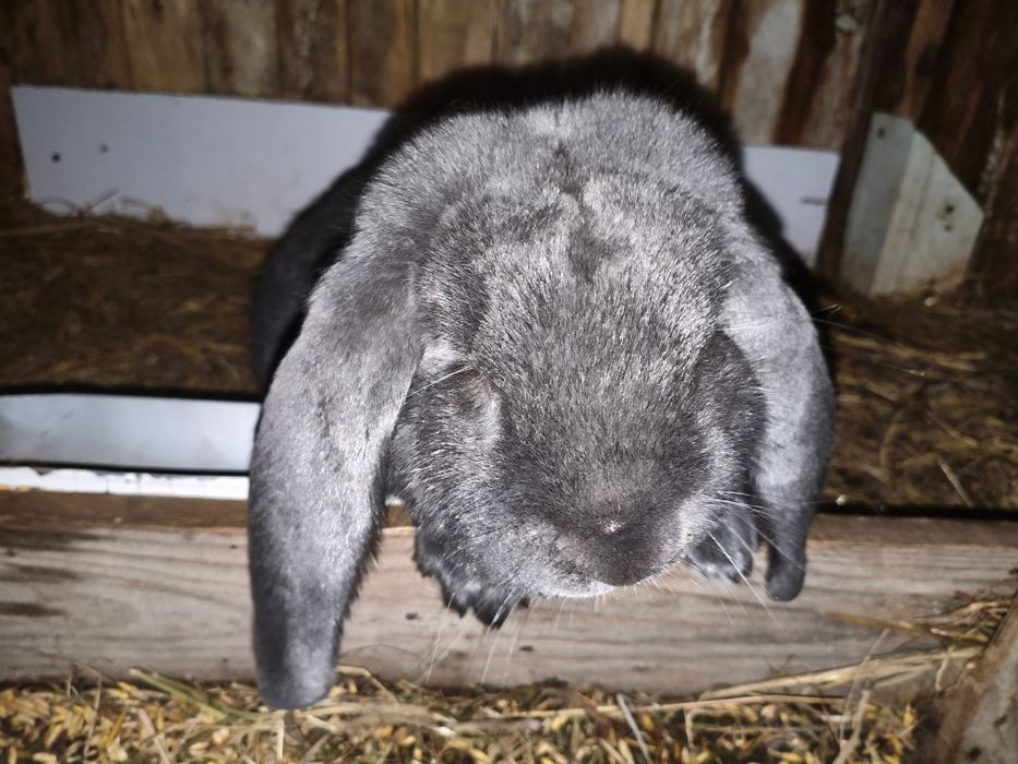 Samiec Baran Francuski Niebieski