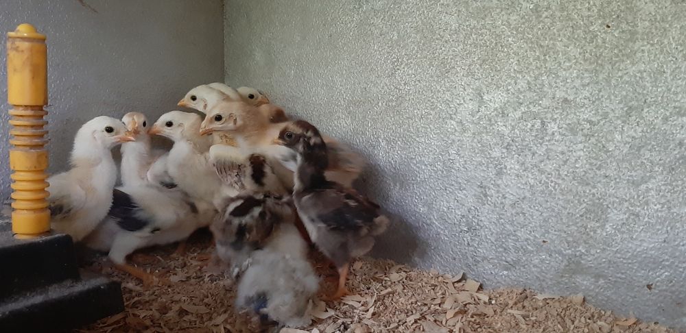 Alguns pintos de raça disponíveis