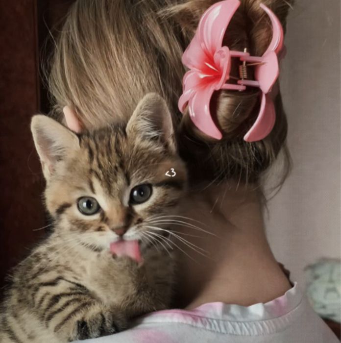 Котики дівчатка