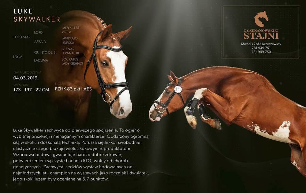 5 letnia gniada klacz AES koń sportowy