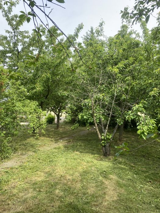 Działka ROD Szymanów – 502 m²
