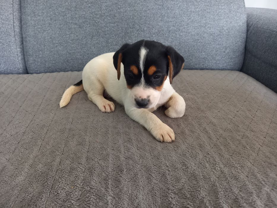 Suczka Jack Russell Terrier. Do odbioru