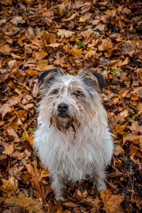 Piękna Suczka do adopcji! Sunia w typie rasy szuka Domku!