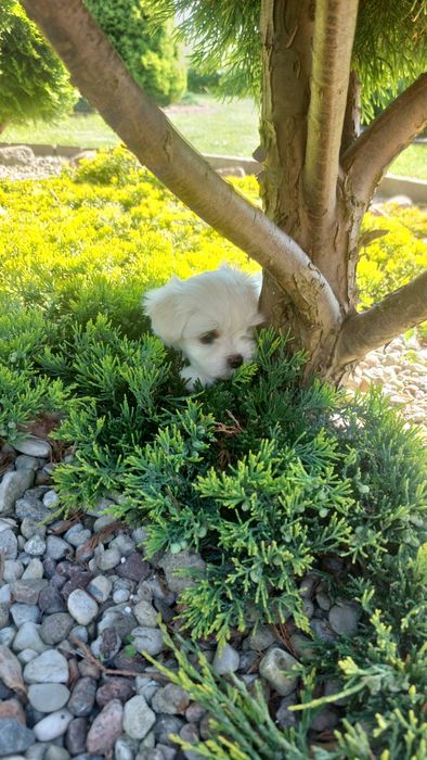 Maltanczyki gotowe  na zmianę  domu.