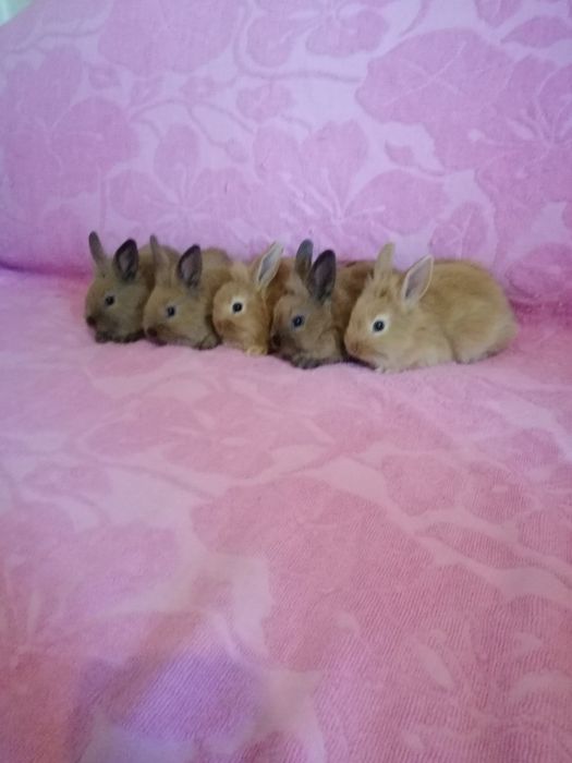 Króliczek karzełek Lewek, Teddy