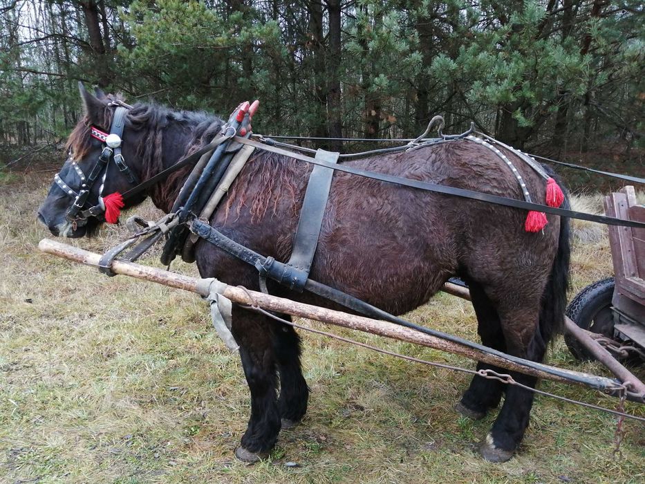 Sprzedam klacz karą 5 lat