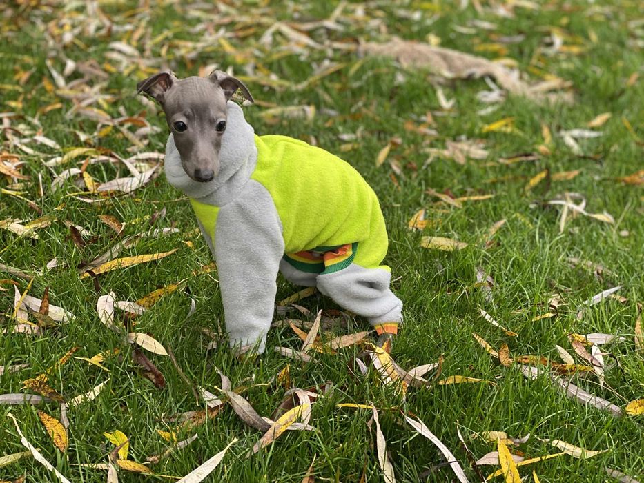 Charcik włoski chłopak