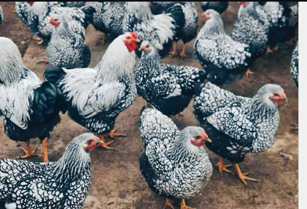 Курчата вiандот срiбло