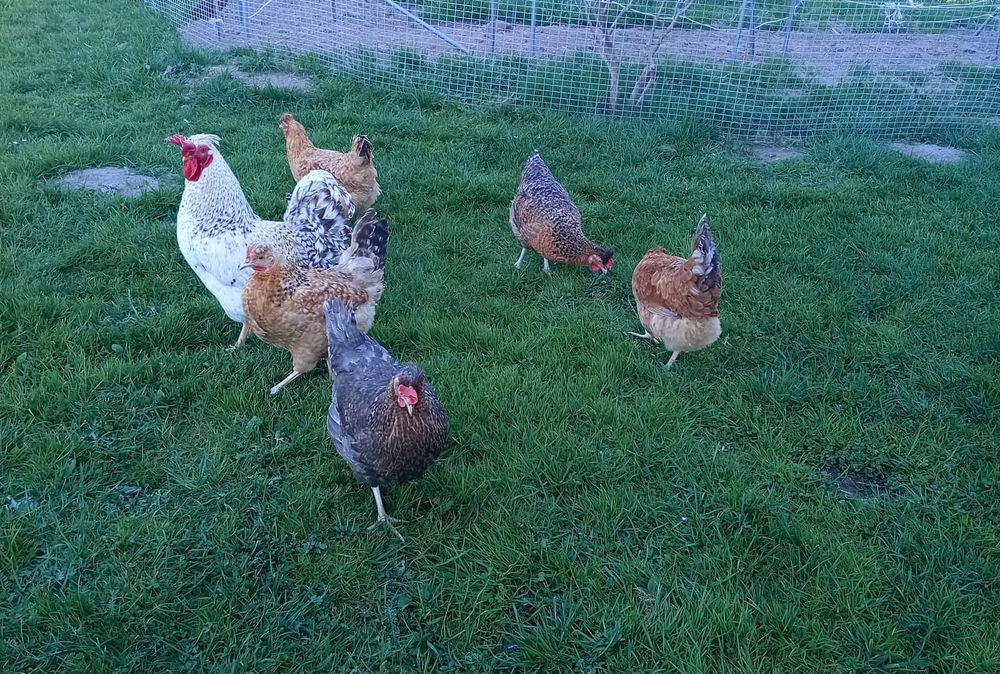 Jajka lęgowe  green shell oraz kaczka francuska