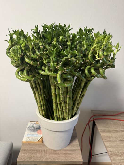 Продается драцена сандера бамбук