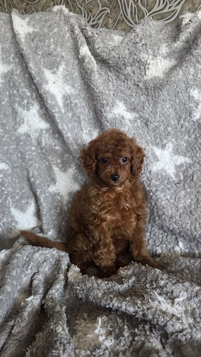 Той пудель девочка