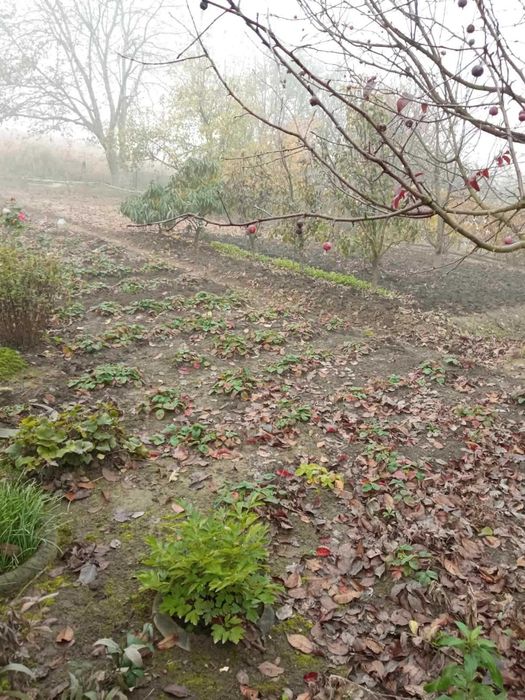 Дача земельна ділянка