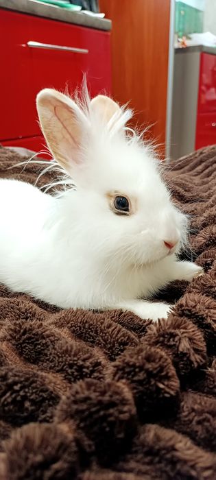 Декоративный кролик