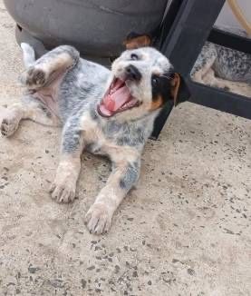 Boiadeiro-australiano