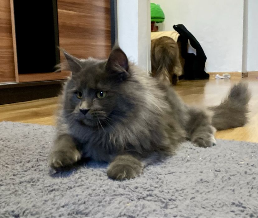 Maine coon kotka na sprzedaż z rodowodem FPL