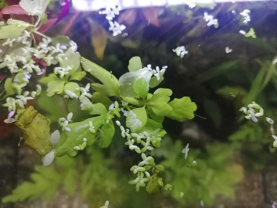 Paproć wodna (in. Ceratopteris cornuta, paprotnica) + GRATIS, Białystok, Centrum/Bojary