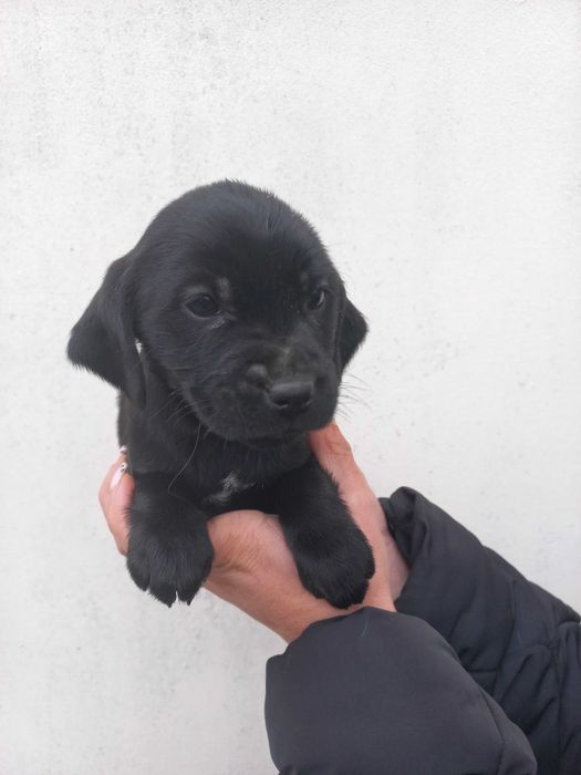 Собачки кокер спаниель