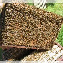 Пчелопакеты карника 4+1