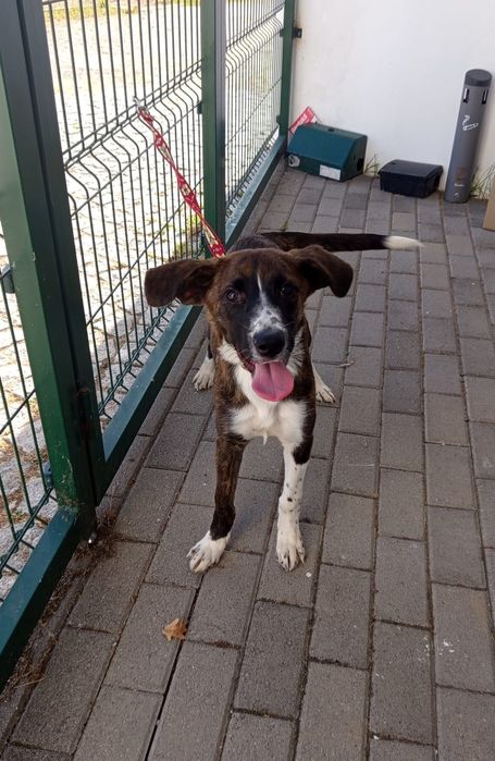 Cadelinha de 5 mesinhos para adopção responsável