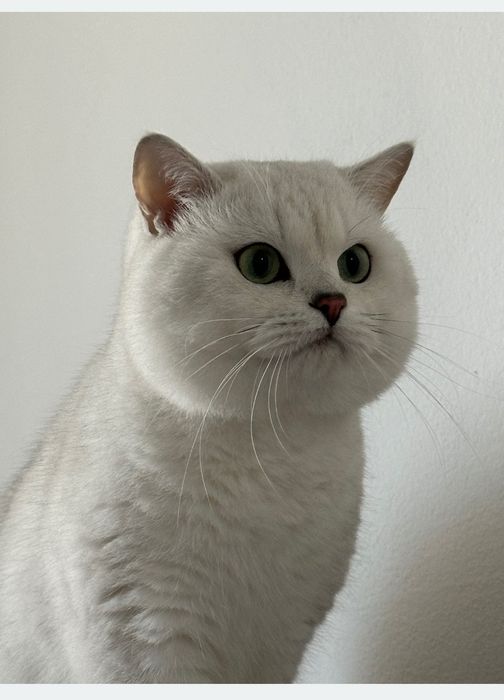 Котята британская серебристая шиншилла