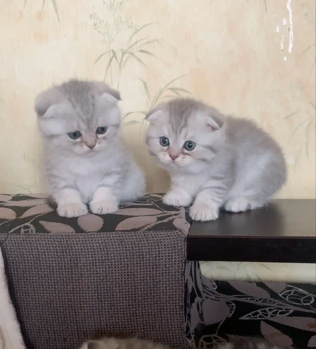 Дві сріблясті красуні фолд