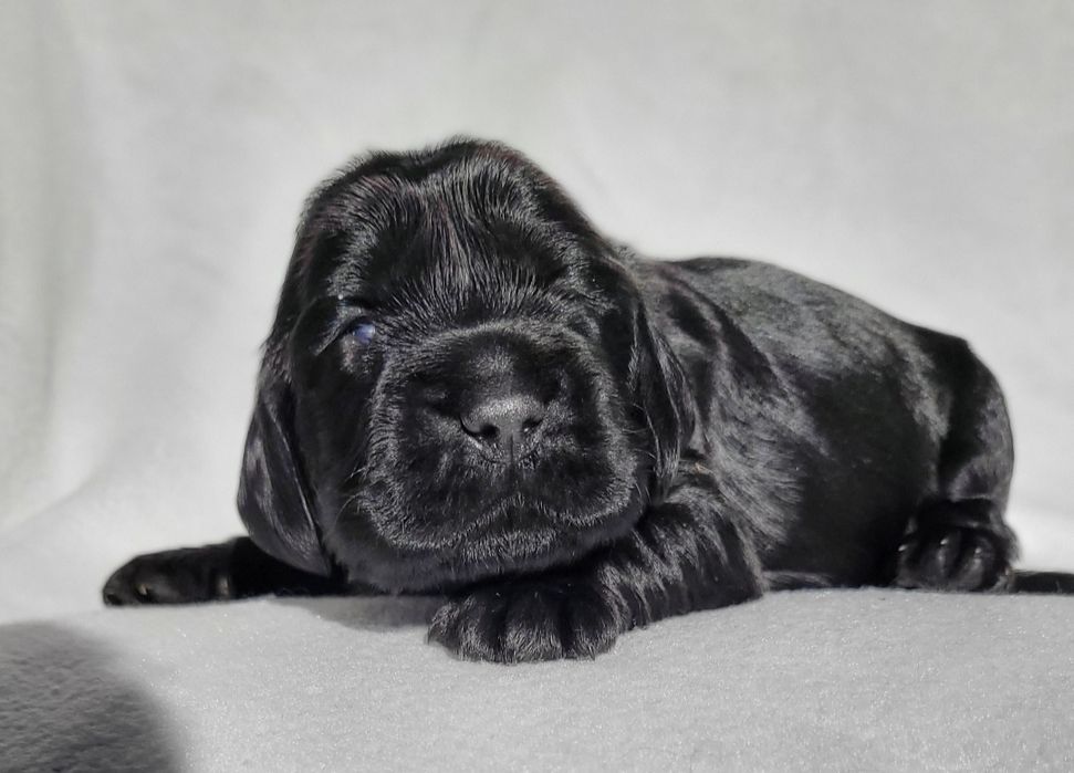 Cocker spaniel angielski cudne węgielki