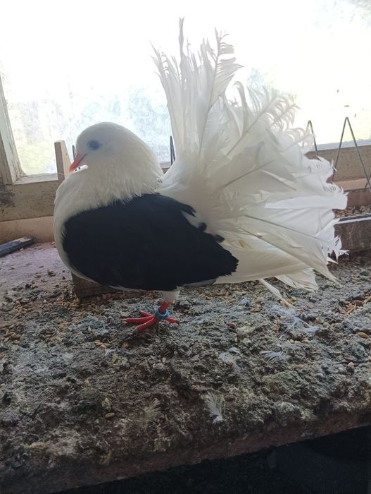Gołębie pawiki czarne pocztowe dragony