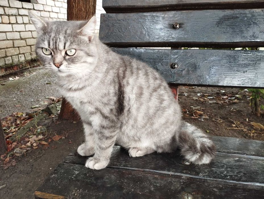 Котик Вася ищет дом