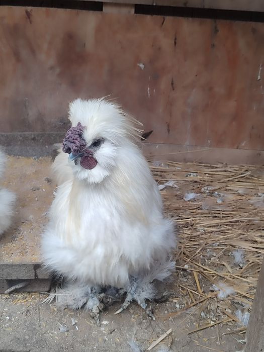 Silki młode para kura kogut