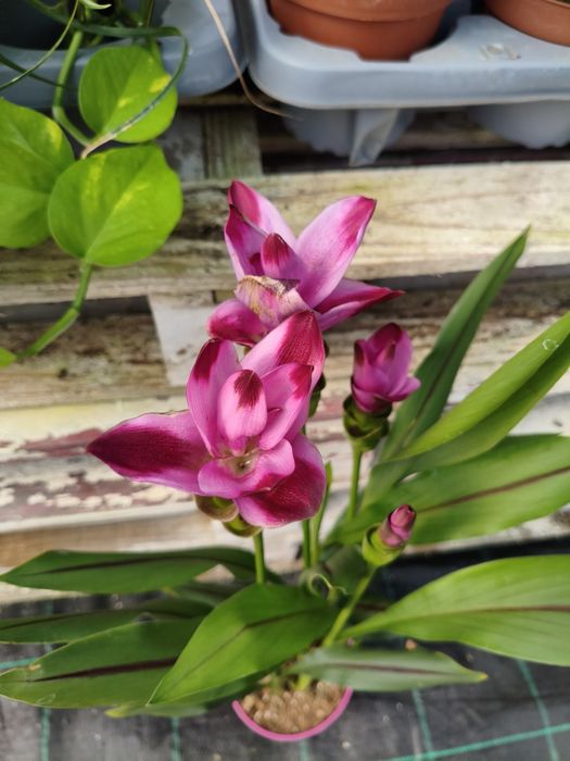 Curcuma Siam Splash - planta em vaso