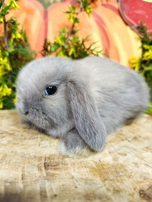 Висловухий карликовий баранчик
