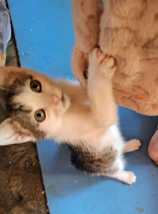 3mczne kociaki z dt adopcja