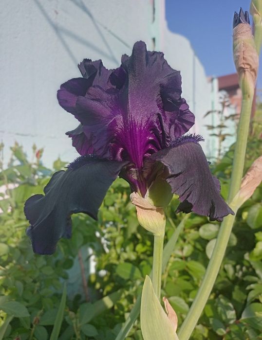 Саженцы ирисов (4 сорта)