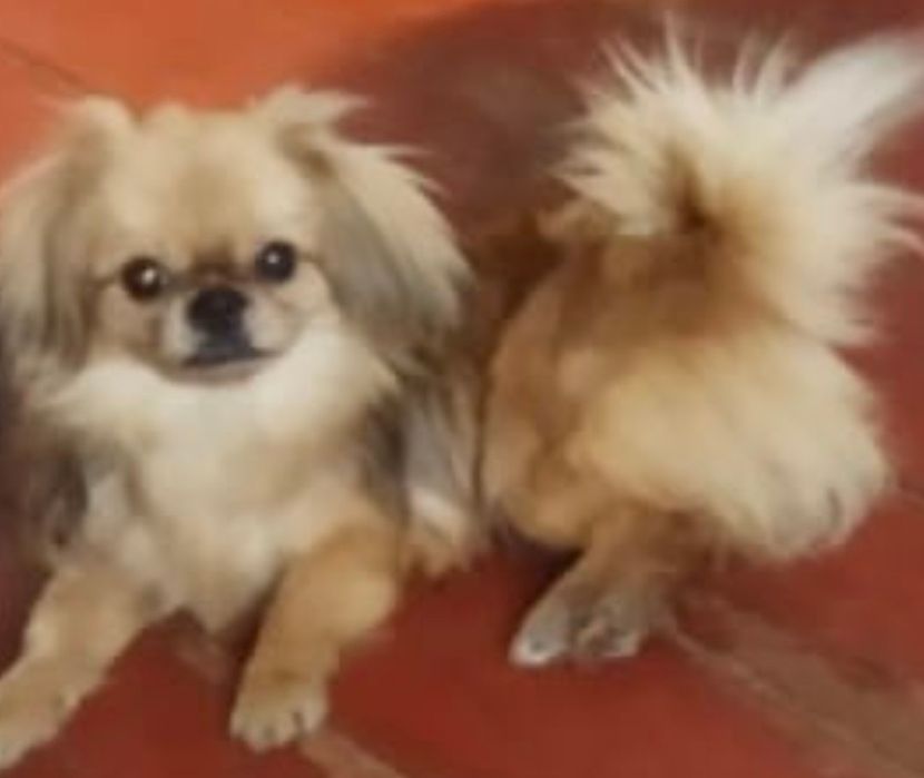 В'язка міні пекінес