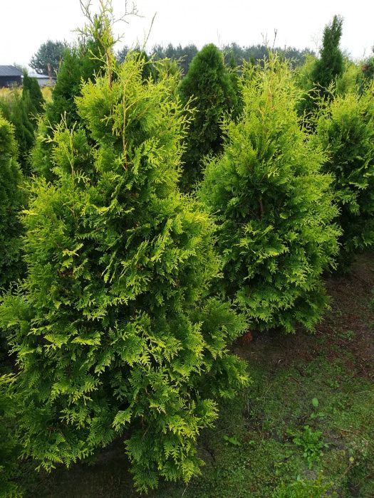 Brabant zielony tuje tuja szmaragd szerokie i wysokie 150 cm. za 45 zł