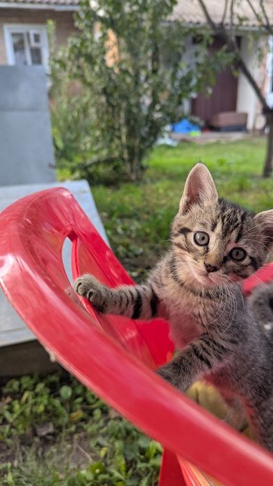 Кошеня шукає дім