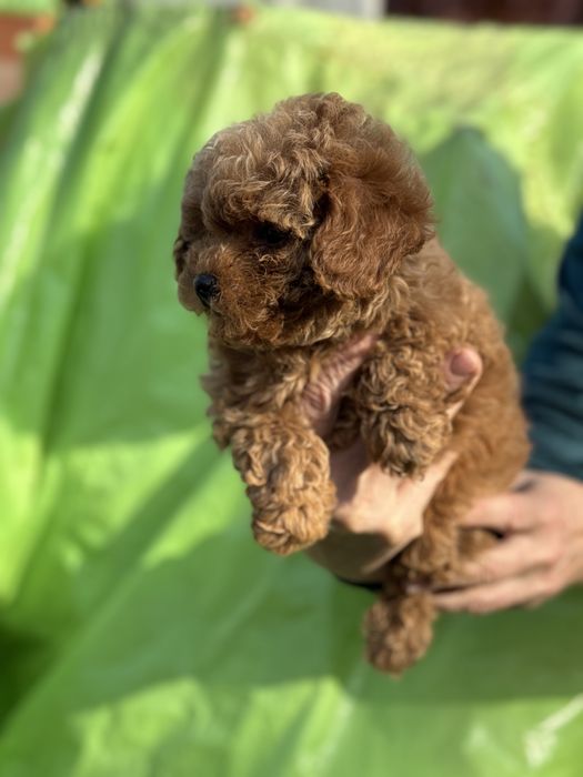 Мальтіпу тедді хлопчик з коротеньким носиком тікап пудель міні мікро