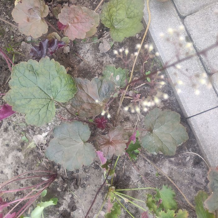 Гейхера, гейхерела