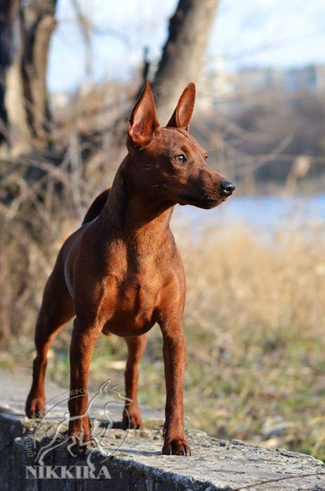 Племенные кобели цвергпинчера