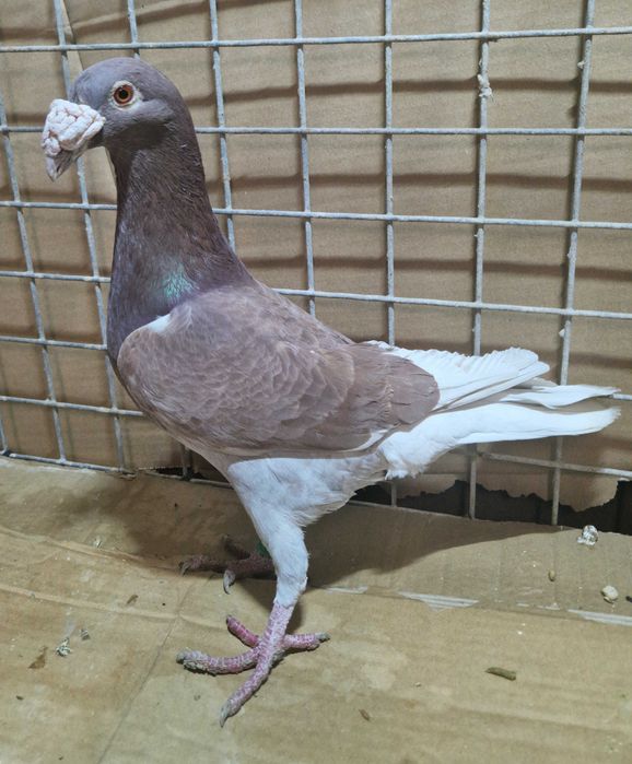 Gołębie staropolski