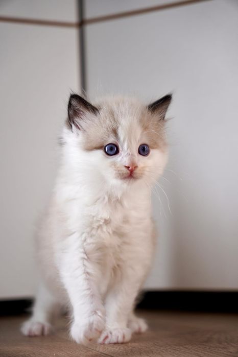 Ragdoll kocurki i kotki  Wystawowo-Hodowlany  FPL