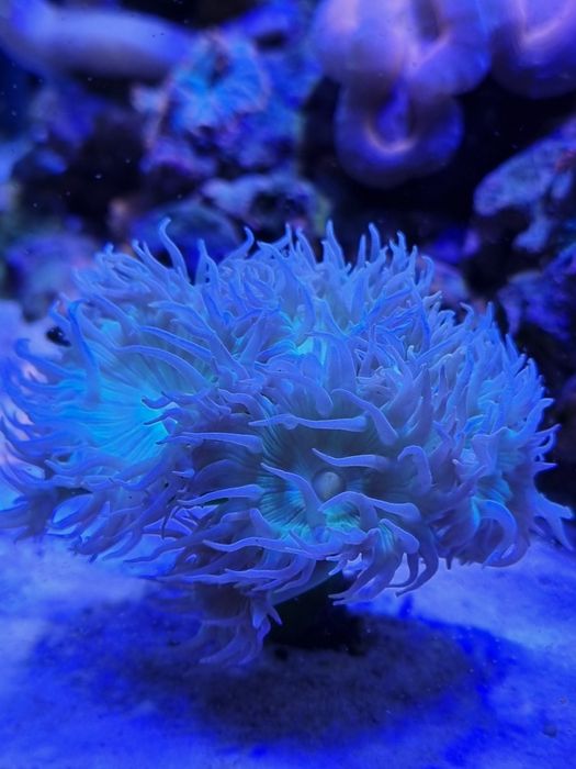 Vendo corais lps e soft